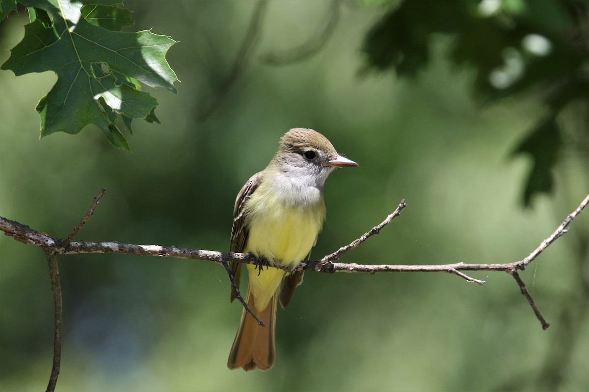 Great Crested Flycatcher - ML233491191