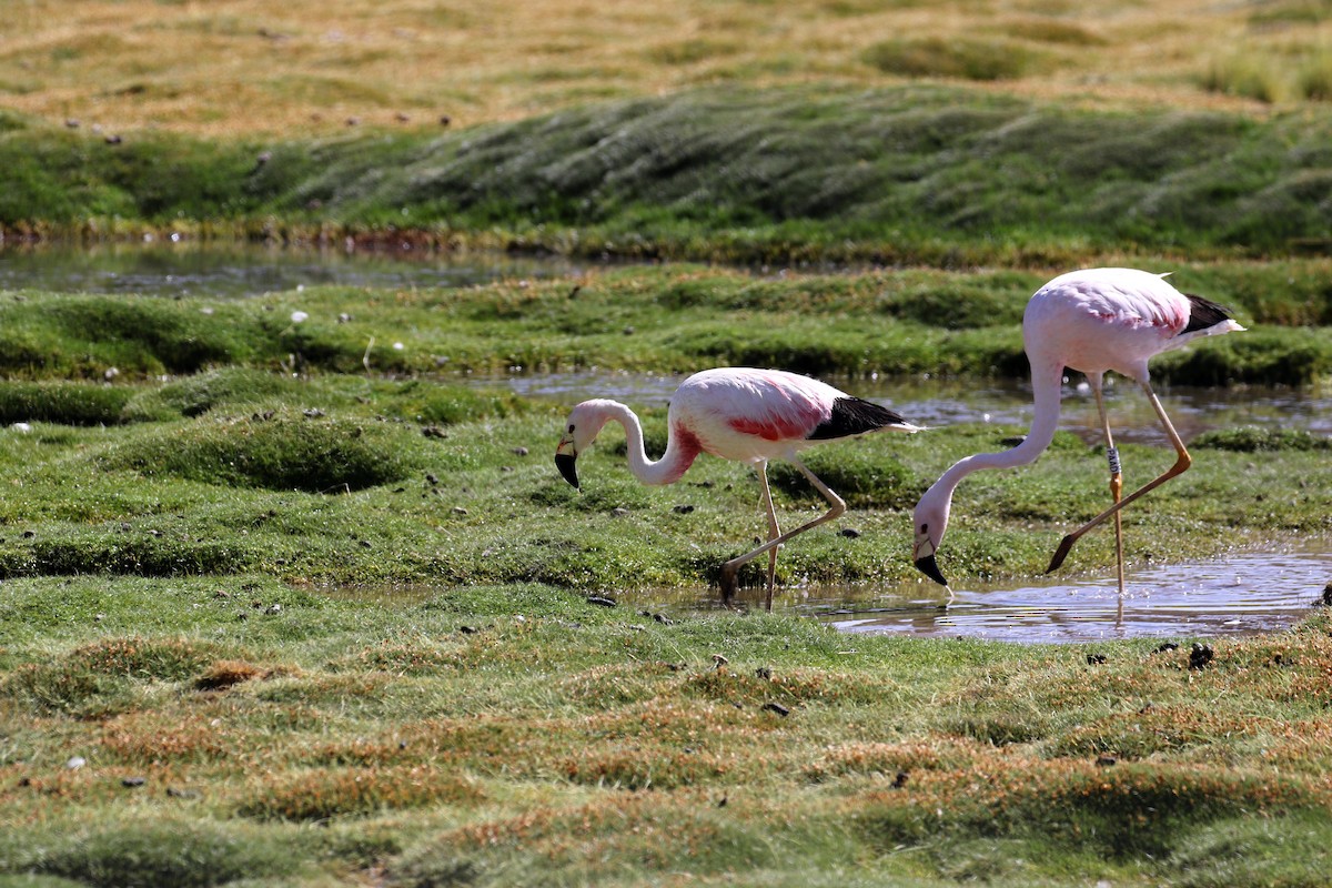 Andean Flamingo - Thomas Galewski