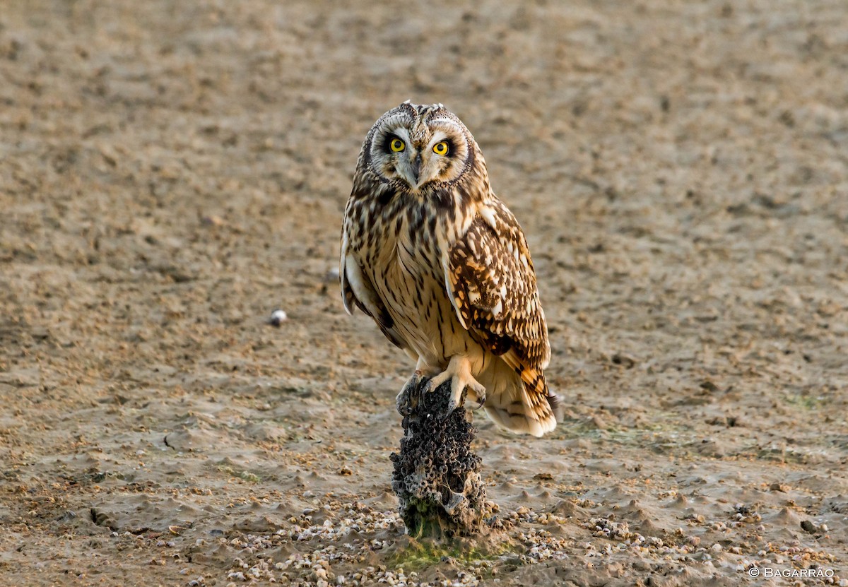 Short-eared Owl - ML23350731