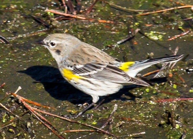 Yellow-rumped Warbler (Myrtle) - ML23350801