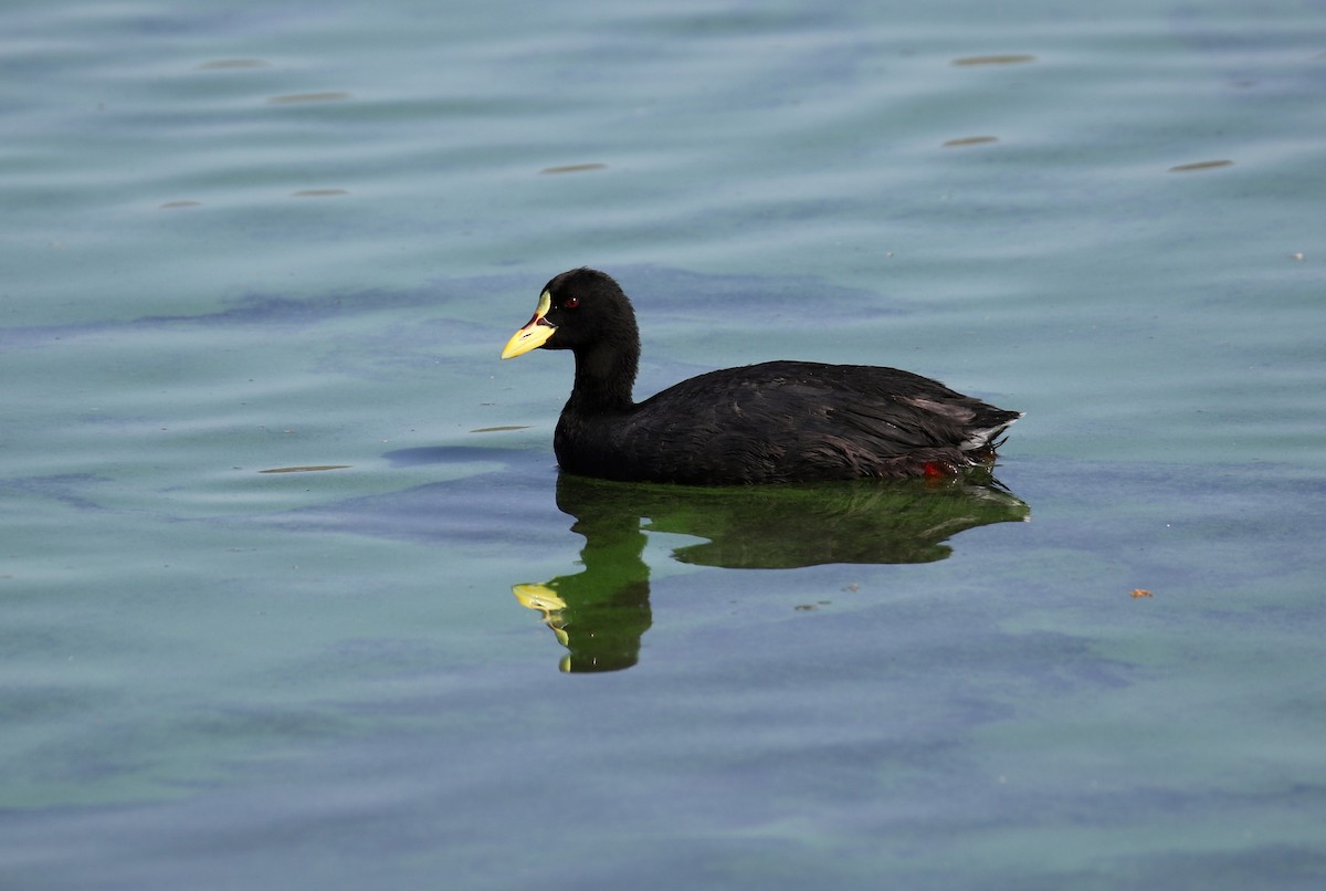 Red-gartered Coot - ML233508561