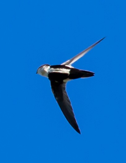 White-throated Swift - ML23350911