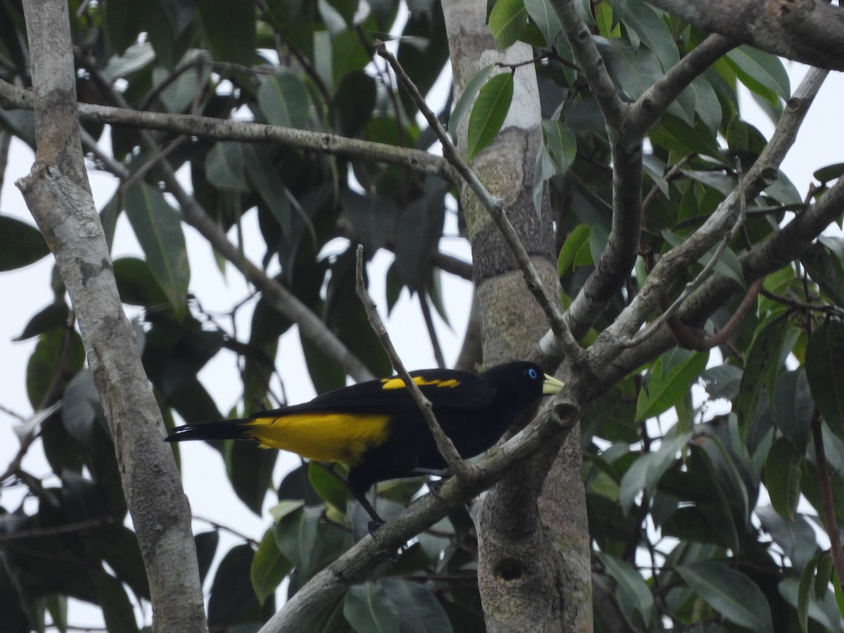 Yellow-rumped Cacique - ML233512201