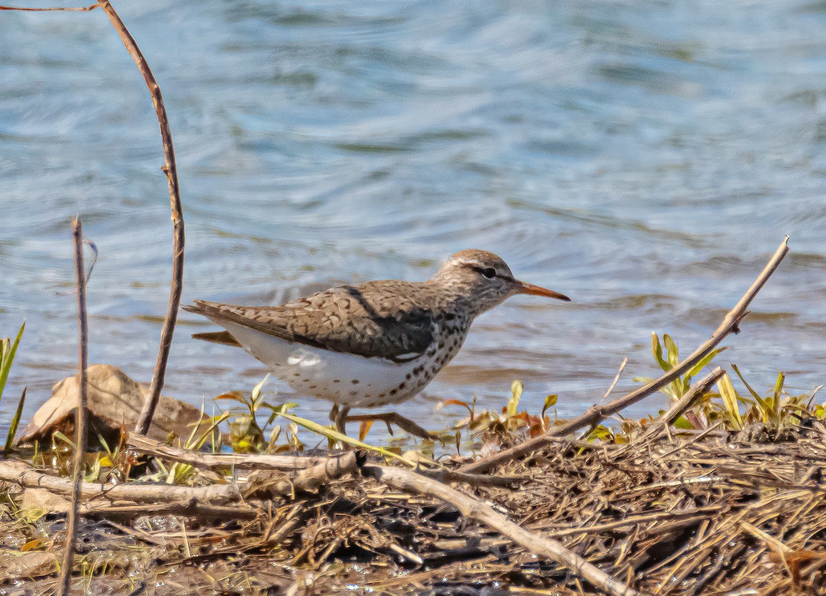 Spotted Sandpiper - Mike  Spillars