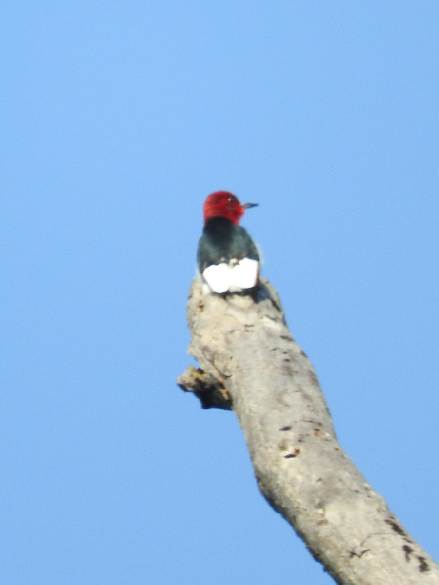 Red-headed Woodpecker - Annelia Williams