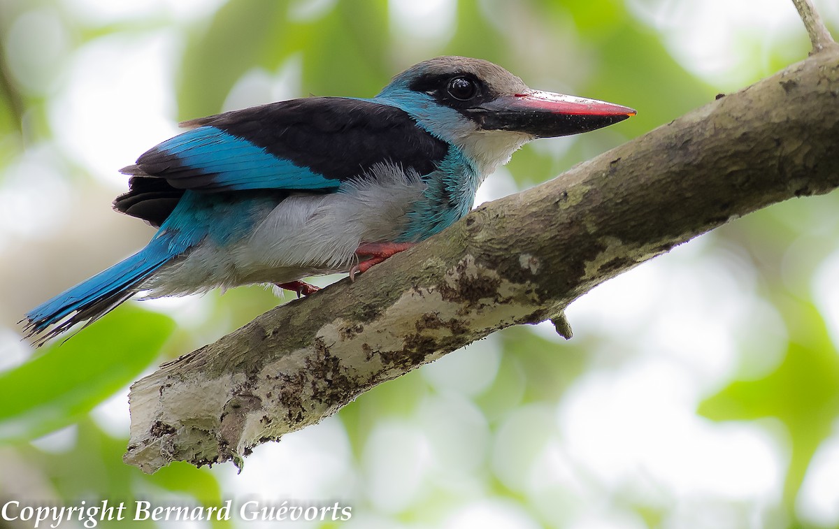 Blue-breasted Kingfisher - ML233513121