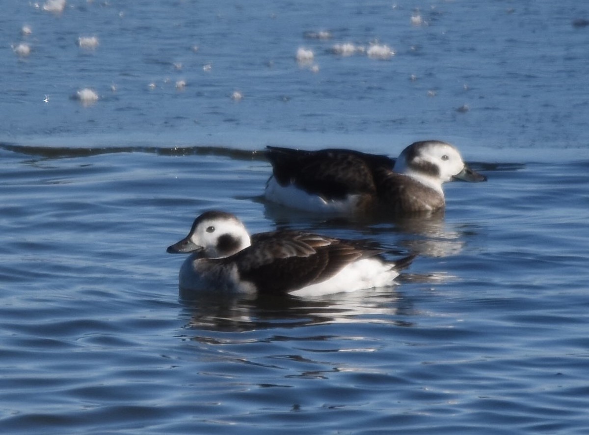 Long-tailed Duck - ML23351481