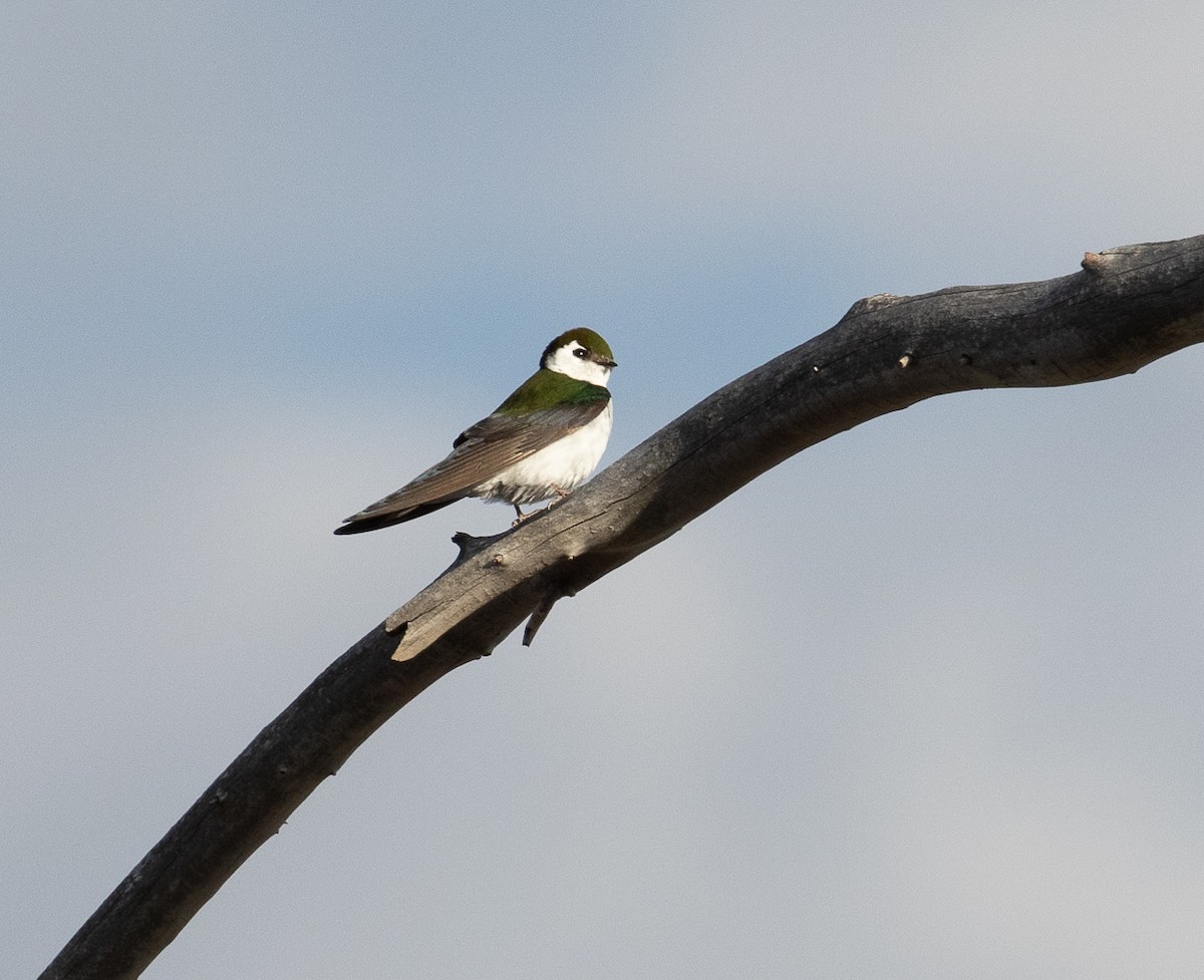 Violet-green Swallow - Marty Herde