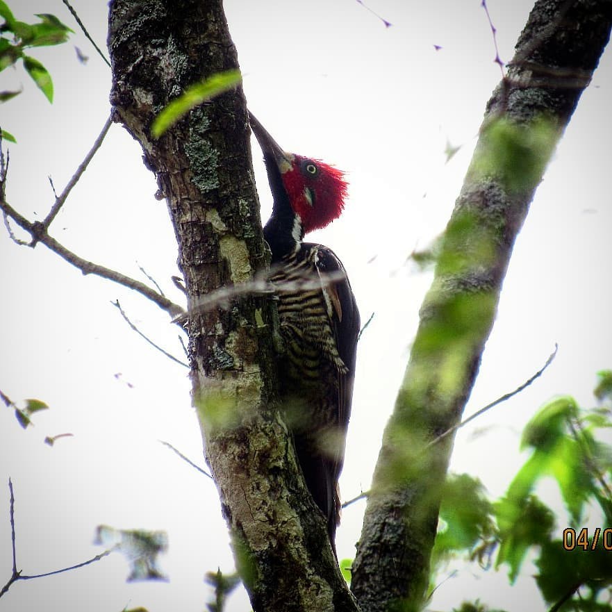 Crimson-crested Woodpecker - Maro Tulio Pacheco Caballero