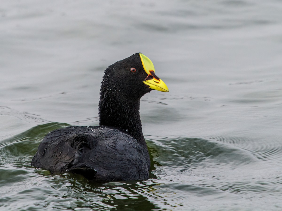 Red-gartered Coot - ML233527561