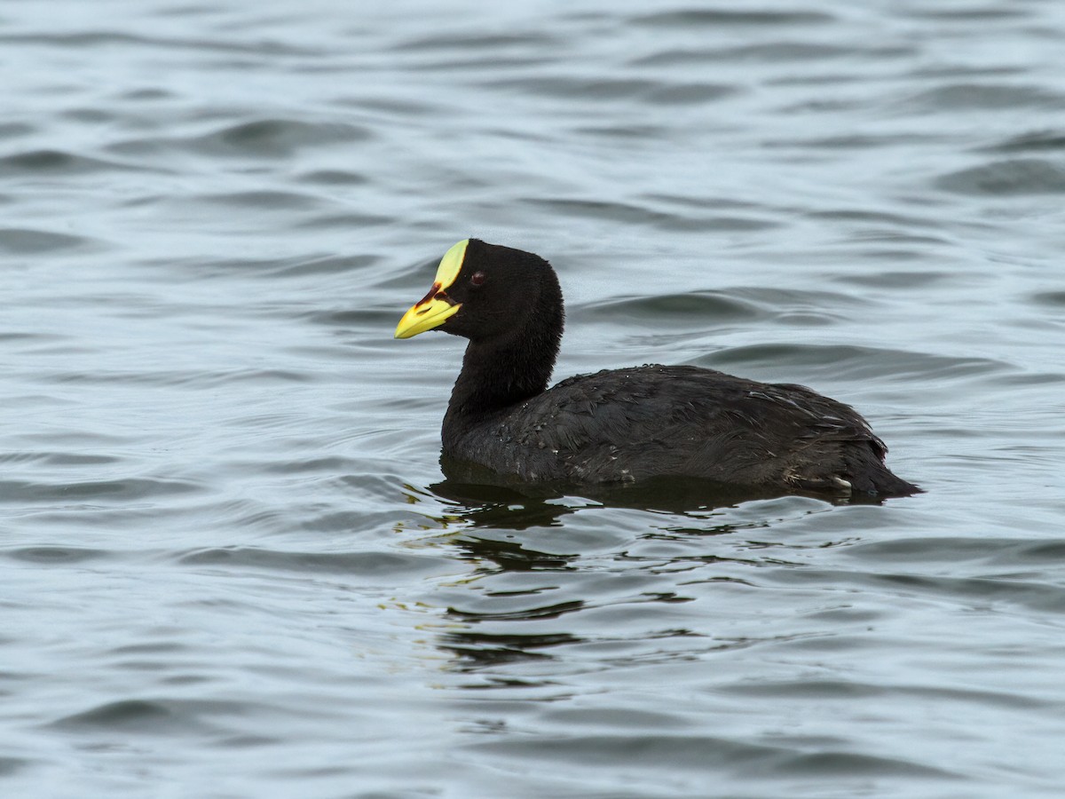 Red-gartered Coot - ML233527611