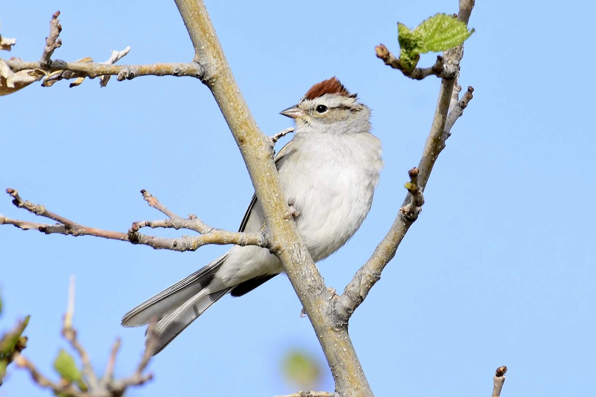 Chipping Sparrow - ML233529871