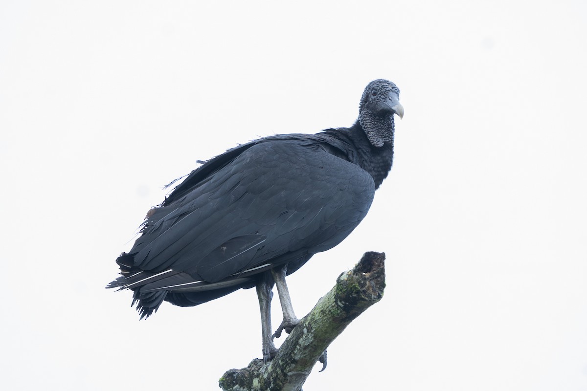 Black Vulture - Elías  Suárez