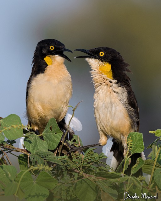 Black-capped Donacobius - eBird