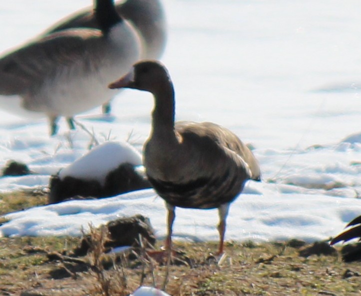 Greater White-fronted Goose - ML23353661