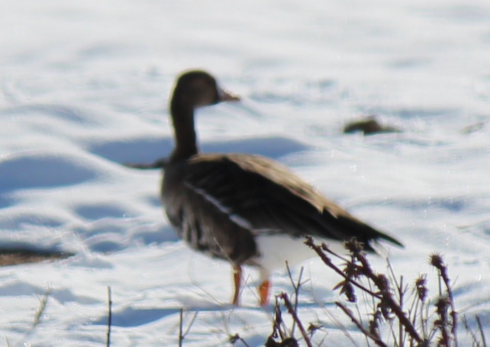 Greater White-fronted Goose - ML23353671