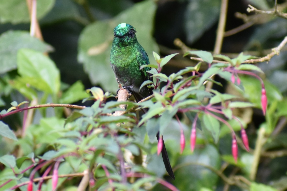 Long-tailed Sylph - ML233537101