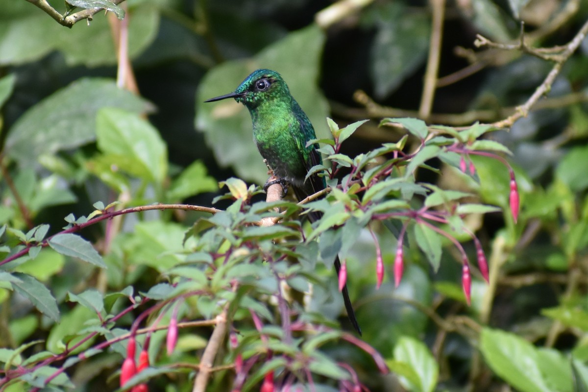 Long-tailed Sylph - ML233537271