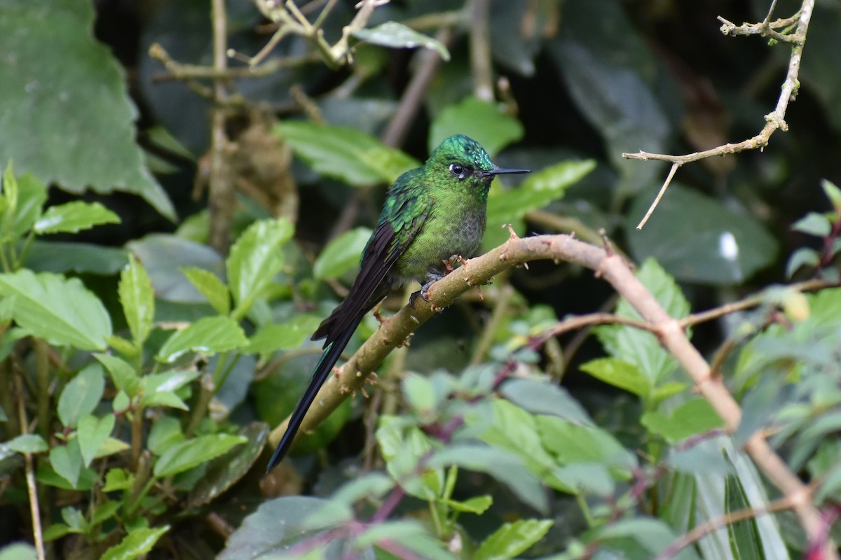 Long-tailed Sylph - ML233537291