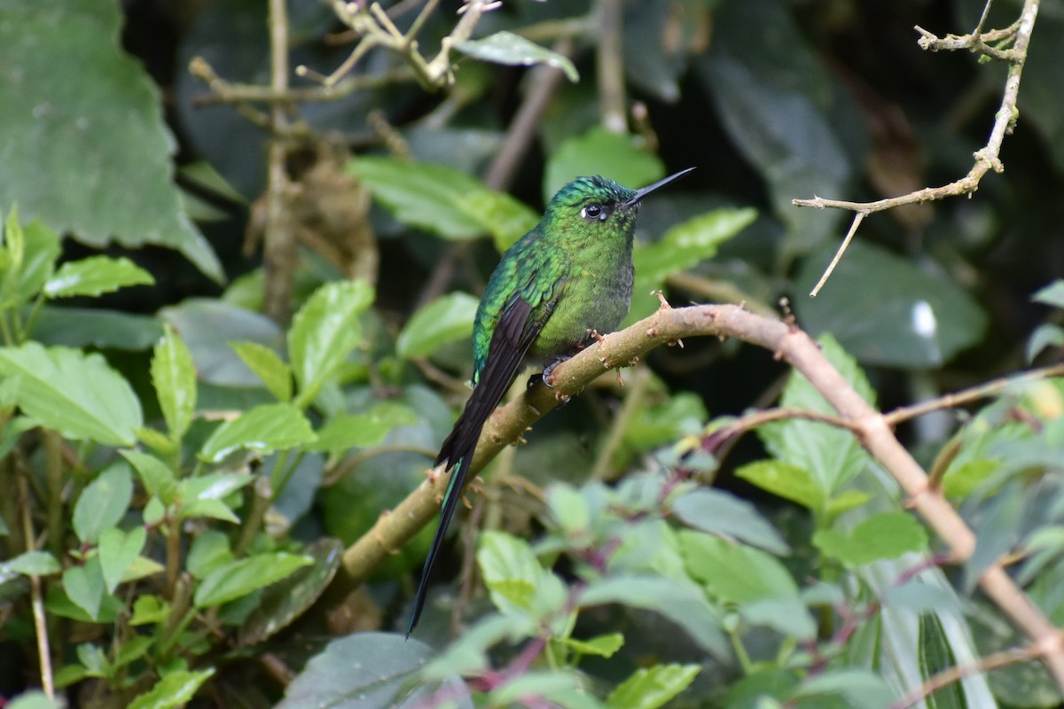 Long-tailed Sylph - ML233537301