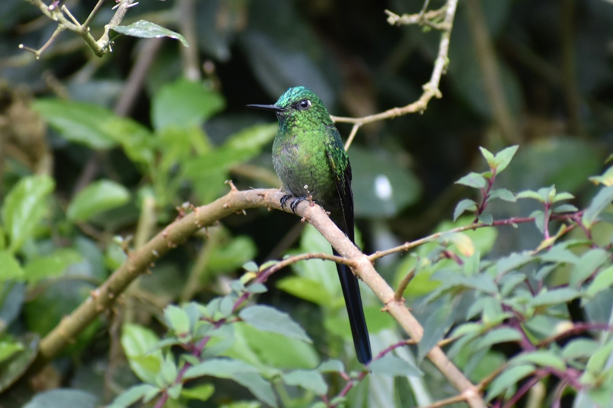 Long-tailed Sylph - ML233537311