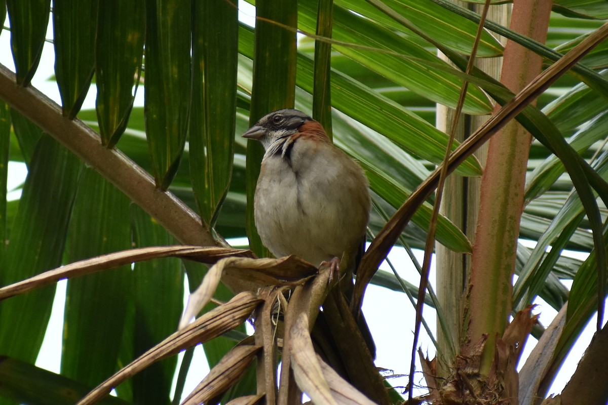 Rufous-collared Sparrow - Steven Menkveld