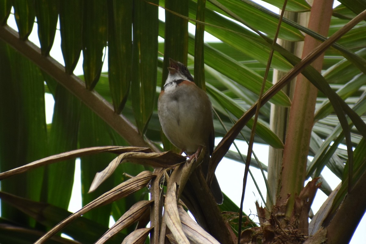 Rufous-collared Sparrow - Steven Menkveld