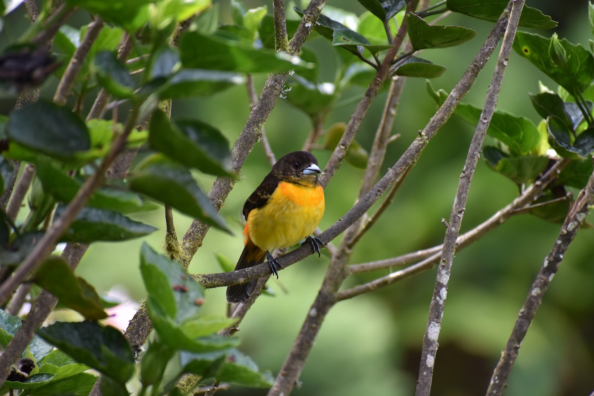 Flame-rumped Tanager - ML233538921