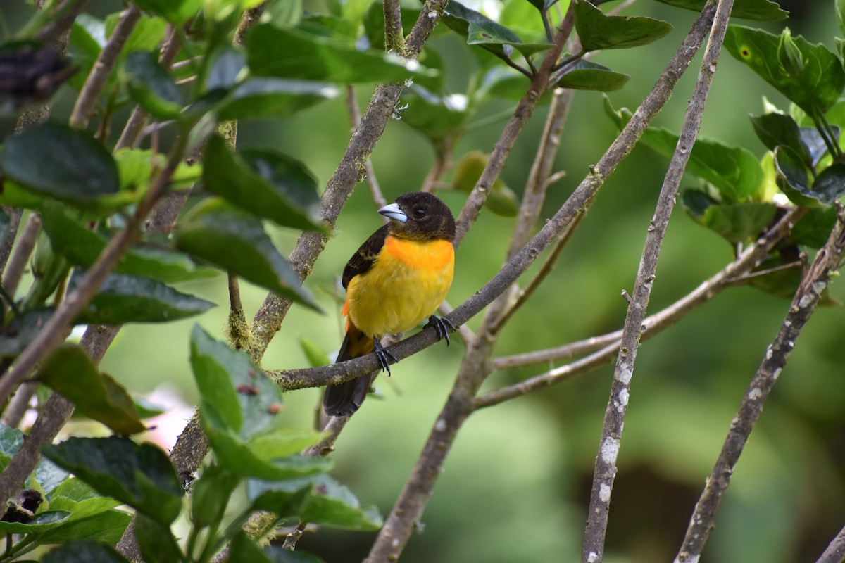 Flame-rumped Tanager - ML233539021