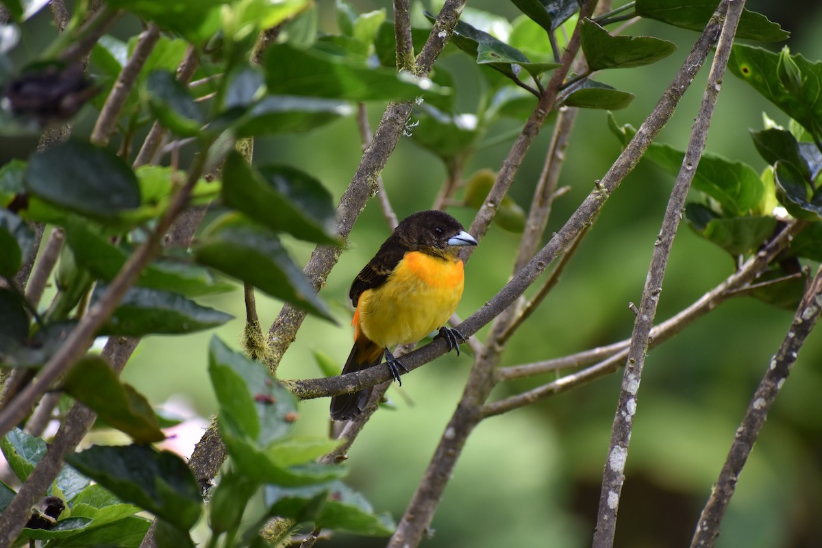 Flame-rumped Tanager - ML233539101