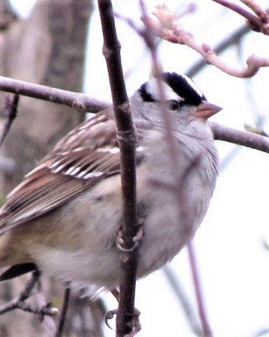 White-crowned Sparrow - Anonymous ebirder