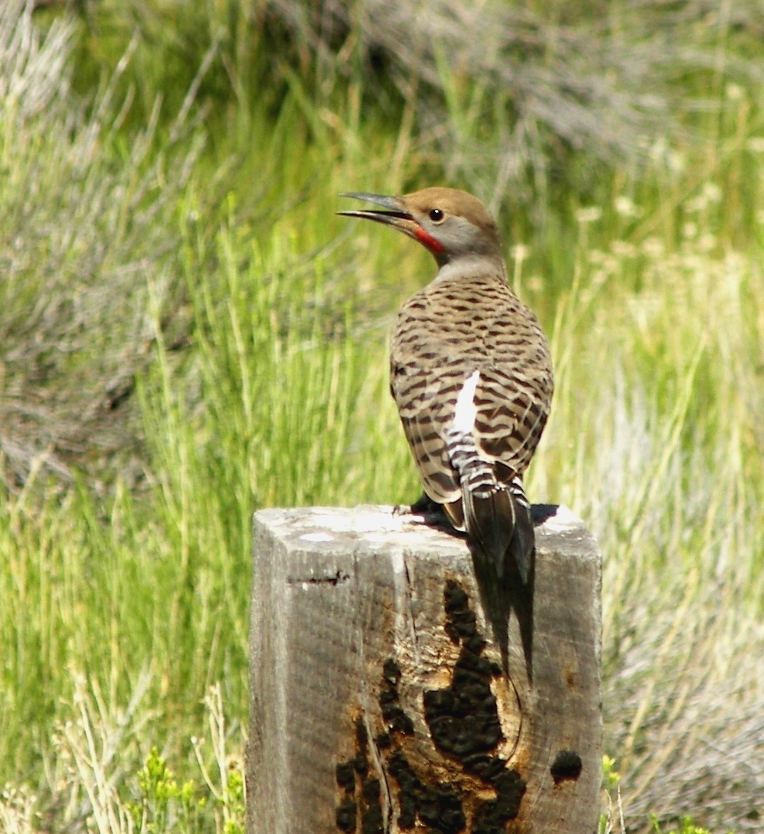 Northern Flicker (Red-shafted) - ML23354511