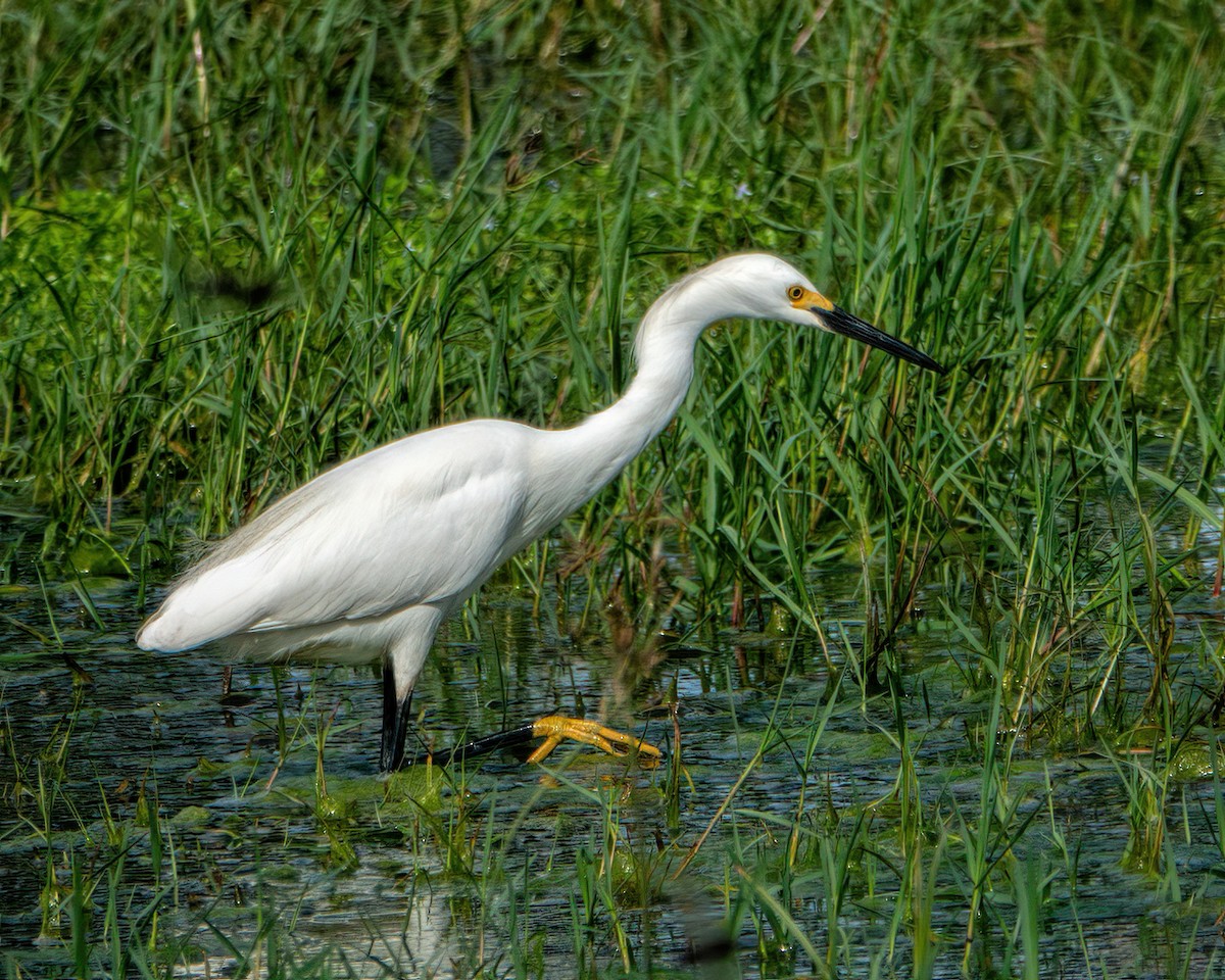 Snowy Egret - Albino Paiva