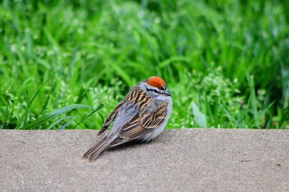 Chipping Sparrow - ML233563011