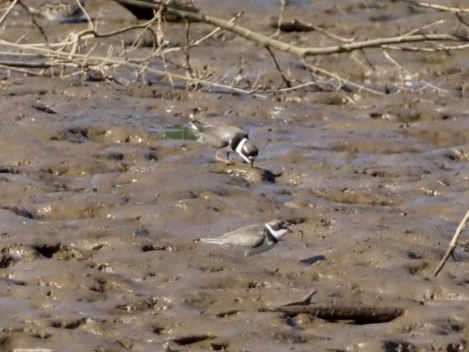 Semipalmated Plover - Yve Morrell