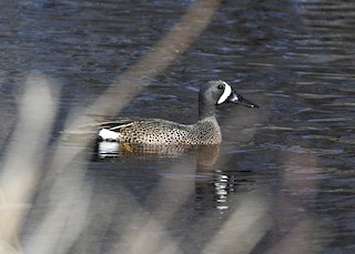 Blue-winged Teal, ML233571831