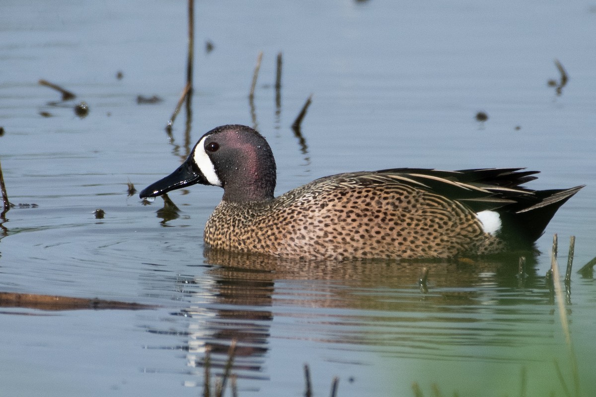 Blue-winged Teal - ML233573971