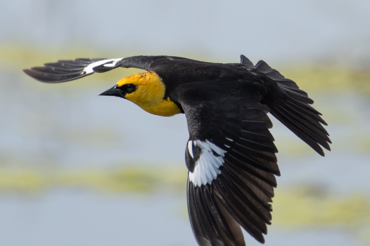 Yellow-headed Blackbird - Jan Gano