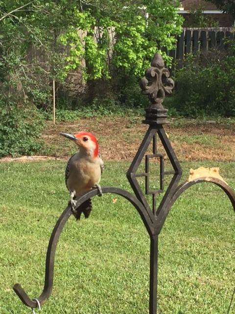 Red-bellied Woodpecker - Angelle Arata