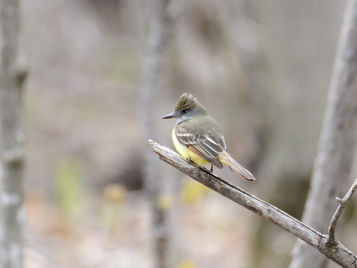Great Crested Flycatcher - ML233587601