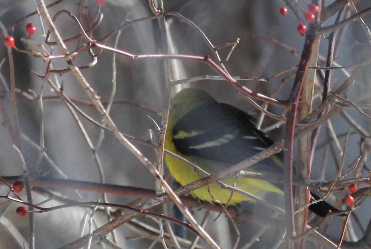 Western Tanager - ML23358931