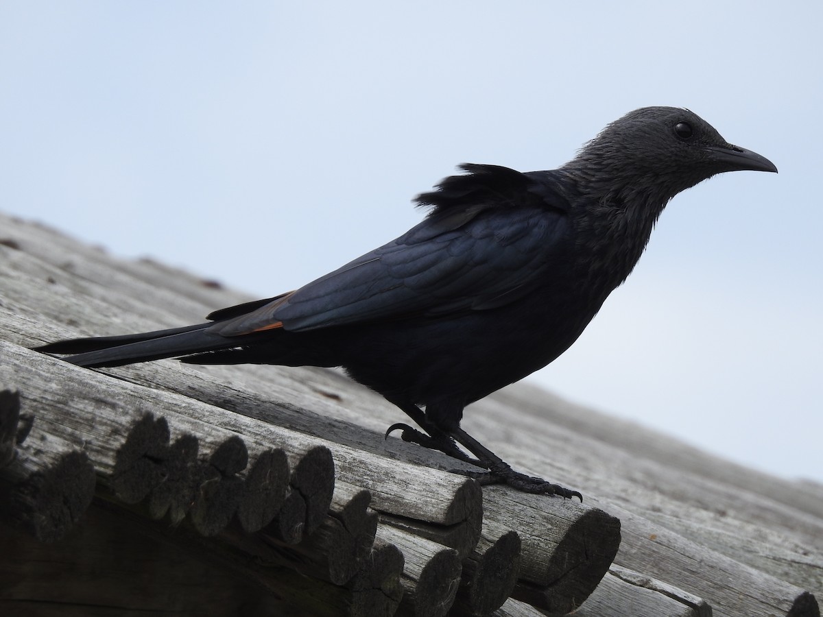 Red-winged Starling - ML233591781