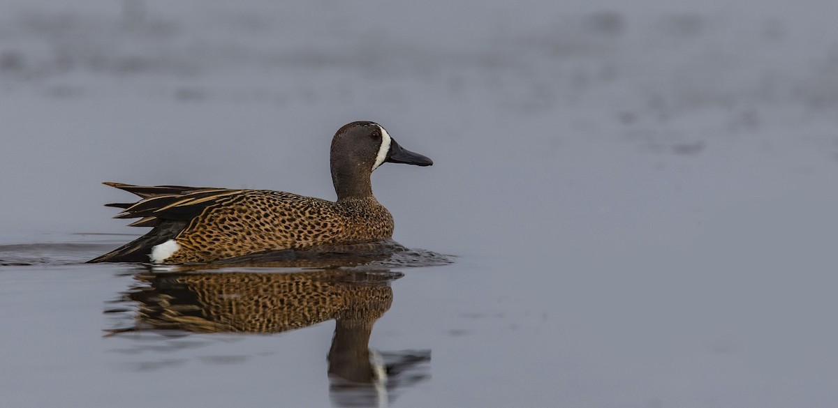 Blue-winged Teal - ML233598881
