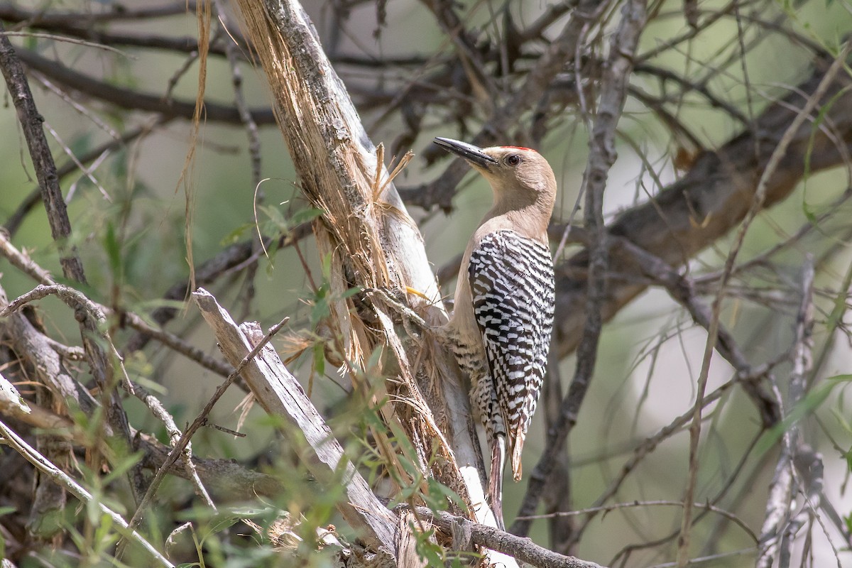 Gila Woodpecker - ML233604521
