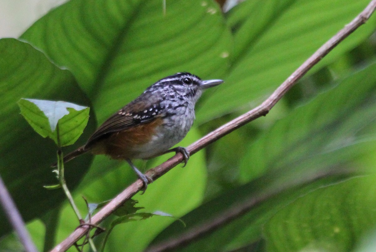 Guianan Warbling-Antbird - ML23360481