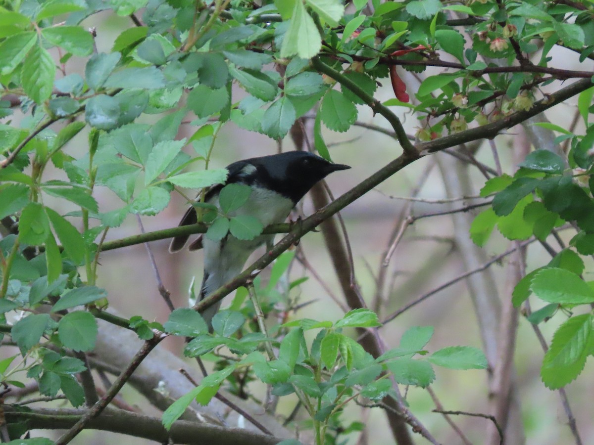 Black-throated Blue Warbler - Kevin Cronin