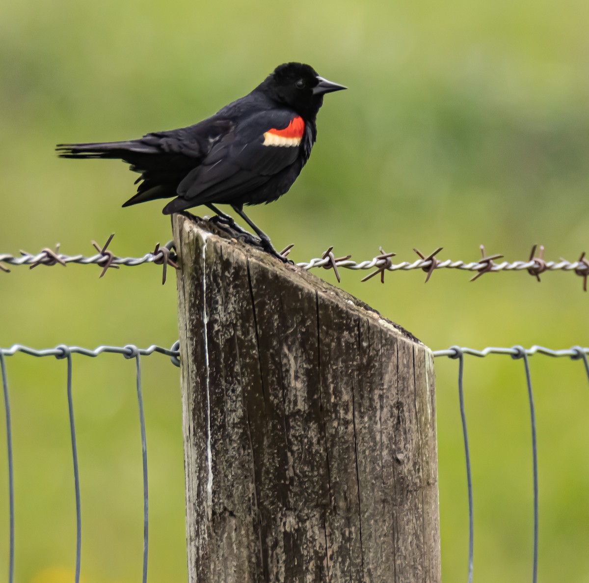 Red-winged Blackbird - Mike  Spillars
