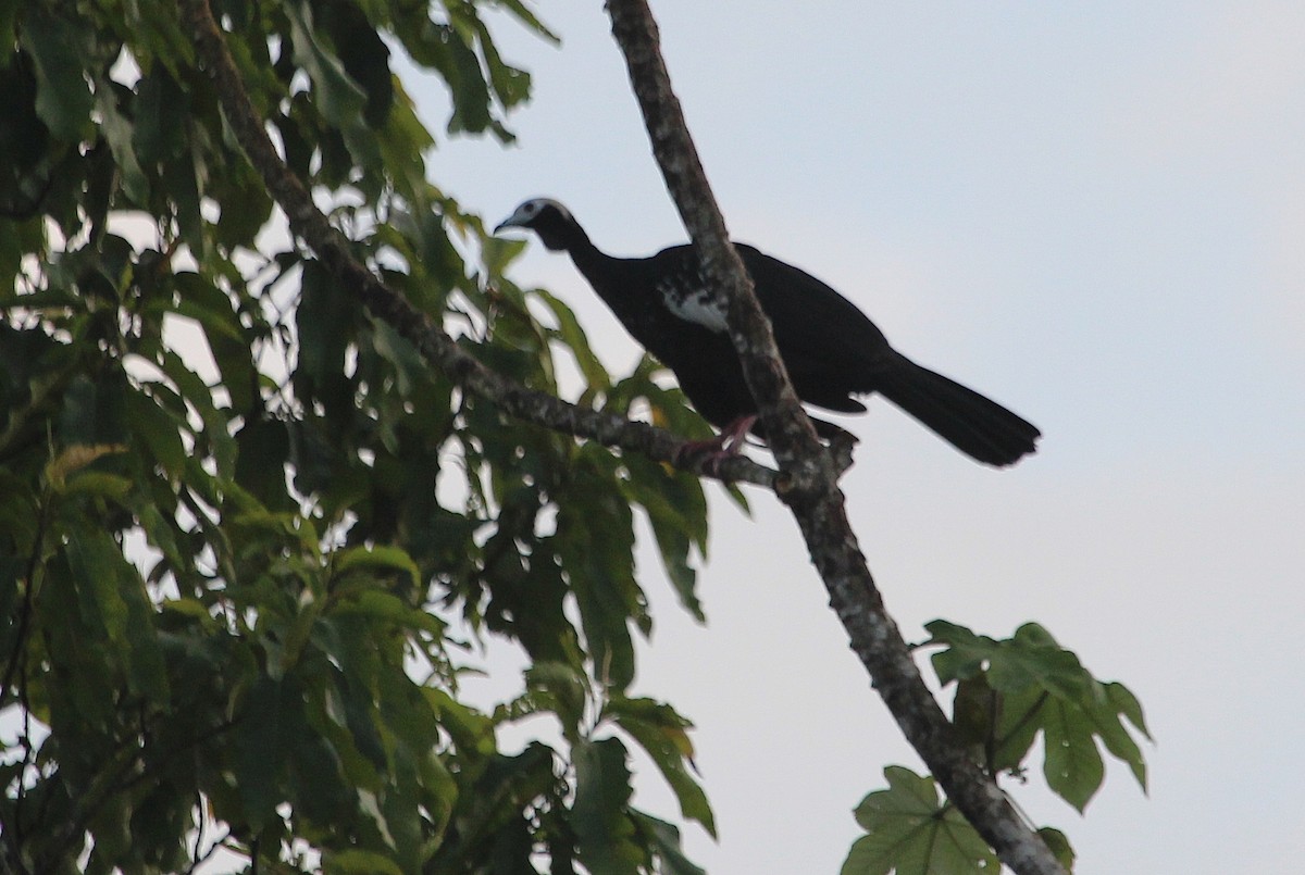 Blue-throated Piping-Guan - Alexander Lees