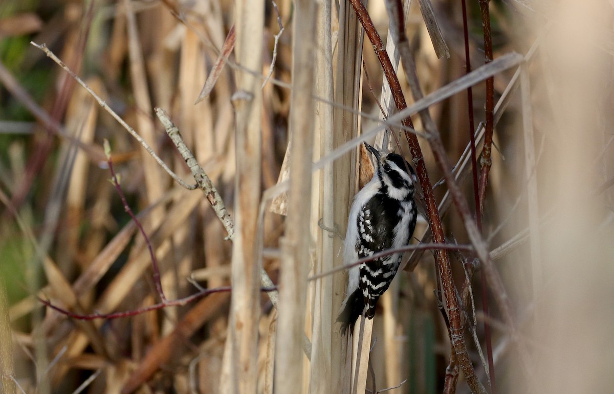 Downy Woodpecker (Eastern) - ML233614191