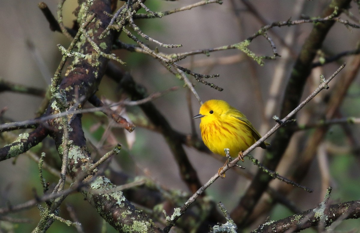 Yellow Warbler (Northern) - ML233614341